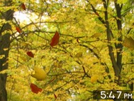 Golden Leaves 3D Screensaver screenshot